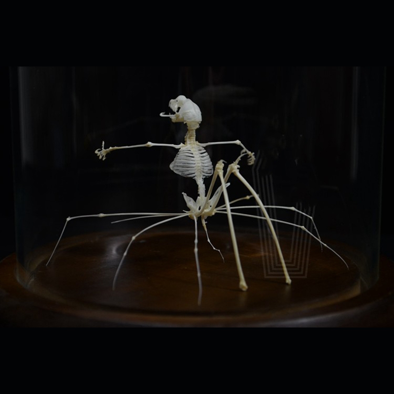 2023 Taxidermy Arachnid Ossuary Artifact Gothic Entomology Study Articulated Bone Assemblage Artisan Replica Mythical Spider Bone