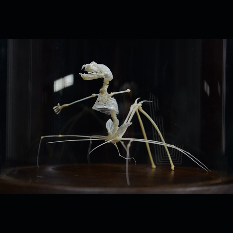 2023 Taxidermy Arachnid Ossuary Artifact Gothic Entomology Study Articulated Bone Assemblage Artisan Replica Mythical Spider Bone