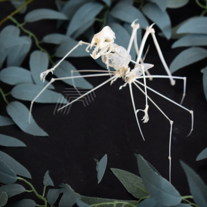2023 Taxidermy Arachnid Ossuary Artifact Gothic Entomology Study Articulated Bone Assemblage Artisan Replica Mythical Spider Bone