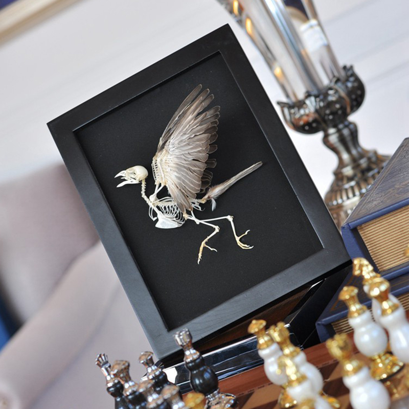 2004 Taxidermy Ornamental Bird Bone Framed Artwork Imitation Specimen Gothic Decor Wall Hanging Vintage Natural History Style Display