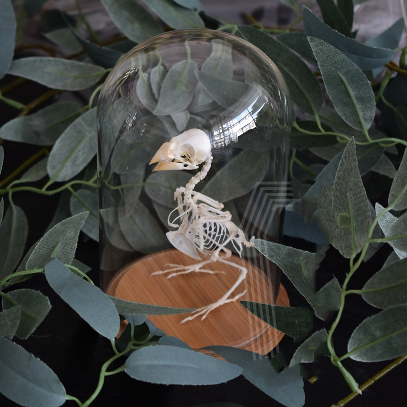 2040 Boutique series Gothic Aviary Skeletal Art Victorian Ornithology Shadowbox Articulated Bone Configuration Artisan Ossuary Bird