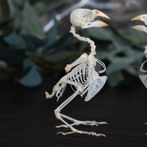 2040 Boutique series Gothic Aviary Skeletal Art Victorian Ornithology Shadowbox Articulated Bone Configuration Artisan Ossuary Bird