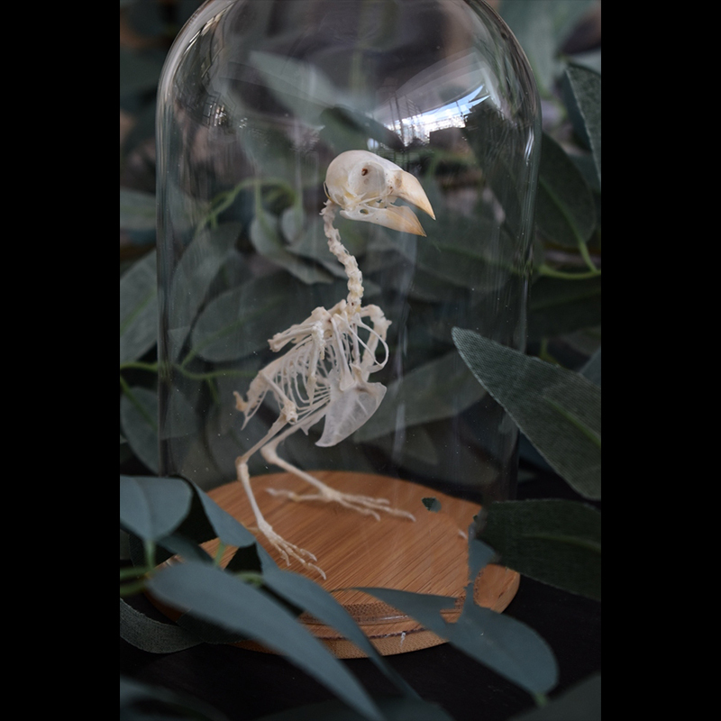 2040 Boutique series Gothic Aviary Skeletal Art Victorian Ornithology Shadowbox Articulated Bone Configuration Artisan Ossuary Bird