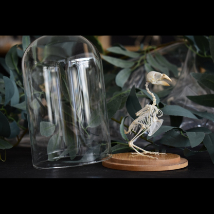 2040 Boutique series Gothic Aviary Skeletal Art Victorian Ornithology Shadowbox Articulated Bone Configuration Artisan Ossuary Bird