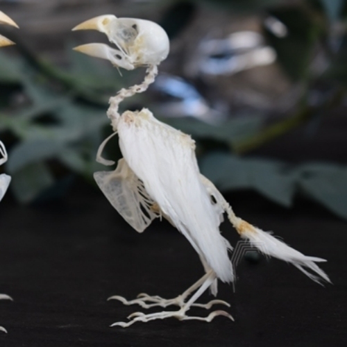 2040 Boutique series Gothic Aviary Skeletal Art Victorian Ornithology Shadowbox Articulated Bone Configuration Artisan Ossuary Bird