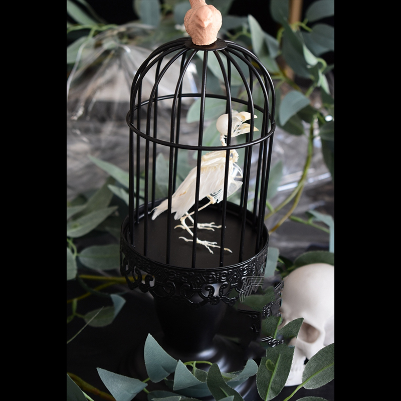 2040 Boutique series Gothic Aviary Skeletal Art Victorian Ornithology Shadowbox Articulated Bone Configuration Artisan Ossuary Bird
