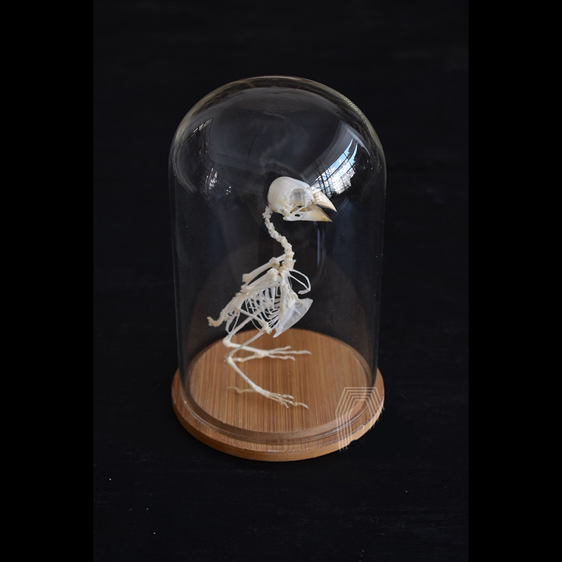 2040 Boutique series Gothic Aviary Skeletal Art Victorian Ornithology Shadowbox Articulated Bone Configuration Artisan Ossuary Bird