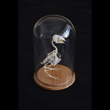 2040 Boutique series Gothic Aviary Skeletal Art Victorian Ornithology Shadowbox Articulated Bone Configuration Artisan Ossuary Bird