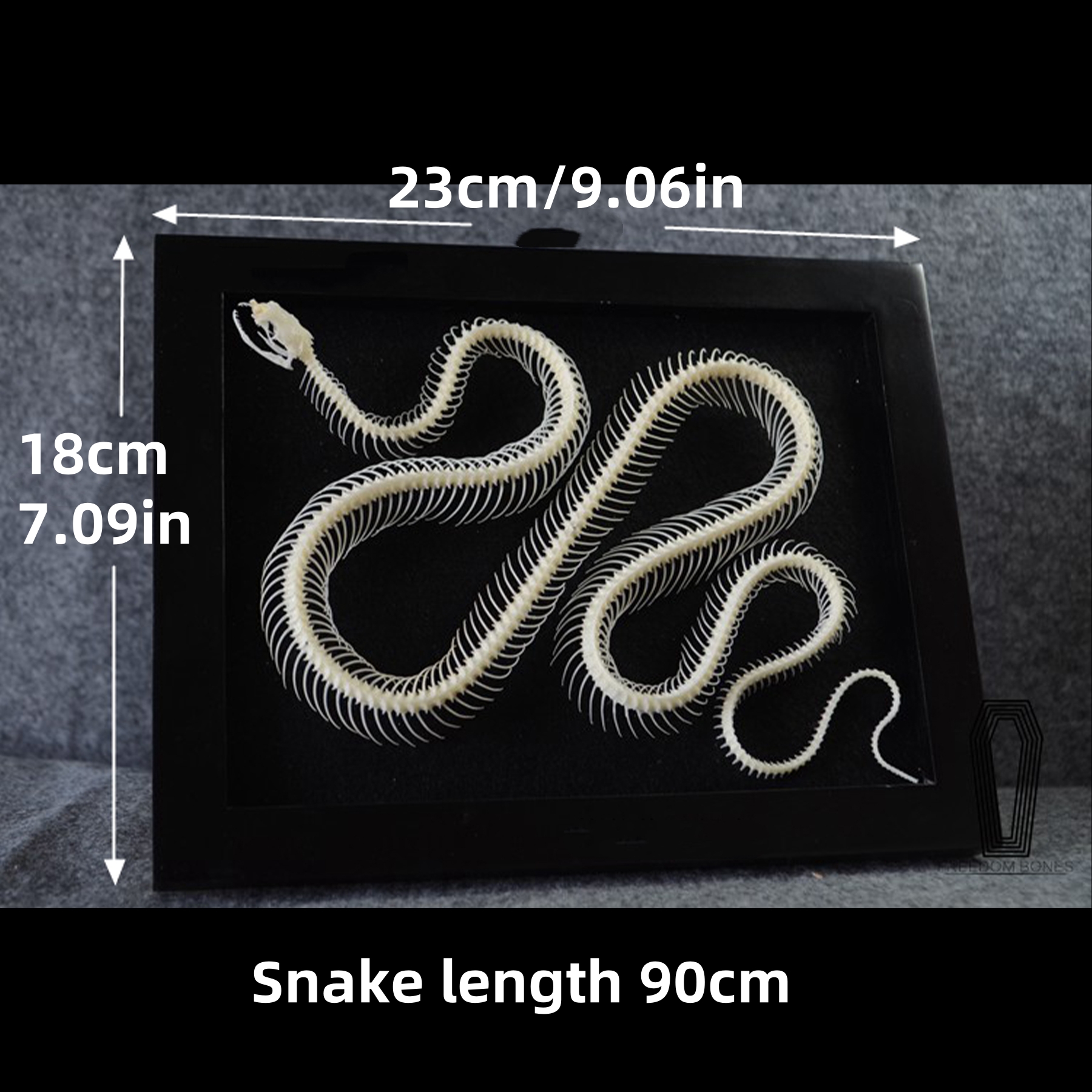 2032 Txidermy Ophidian Skeletal Art Shadowbox Gothic Anatomy Display Articulated Bone Configuration Replica Serpentine Ossuary Framed Art