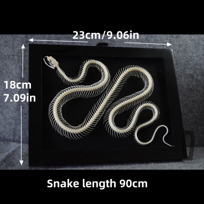 2032 Txidermy Ophidian Skeletal Art Shadowbox Gothic Anatomy Display Articulated Bone Configuration Replica Serpentine Ossuary Framed Art