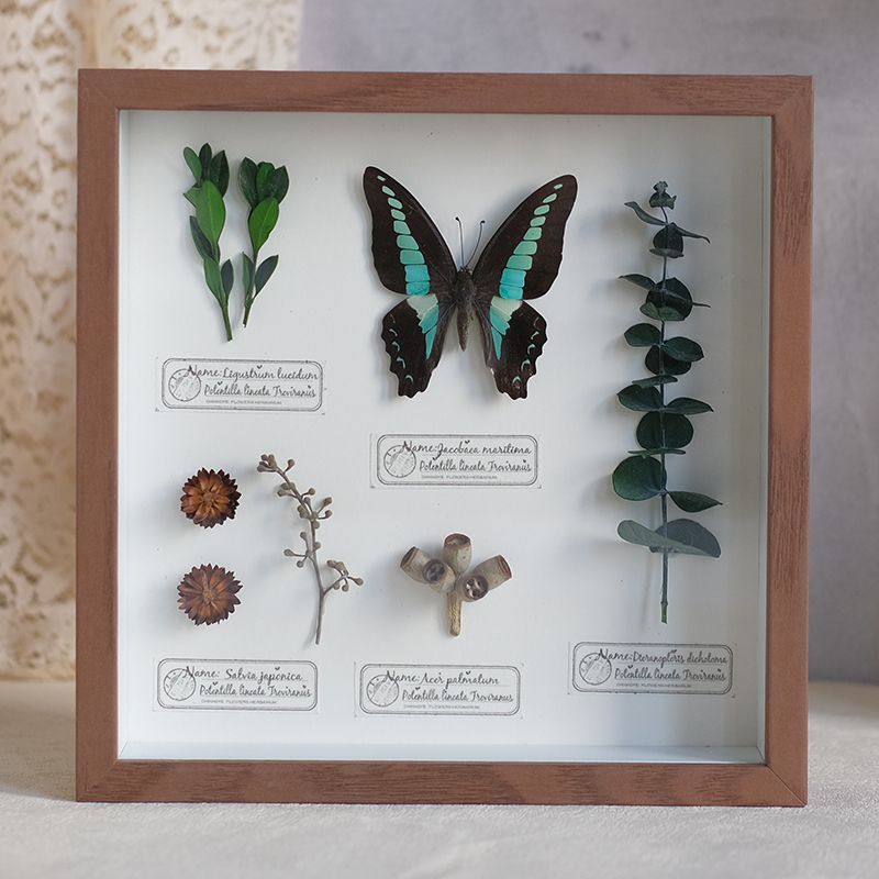 2097 Boutique series Butterfly Botanical Shadow Box Art Handmade 3D Framed Preserved Flowers Wall Decor Nature-Inspired Craft Original Gift Home