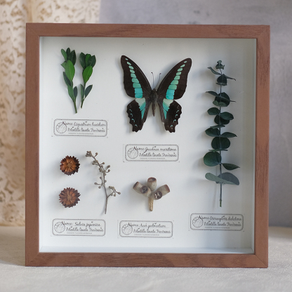 2097 Boutique series Butterfly Botanical Shadow Box Art Handmade 3D Framed Preserved Flowers Wall Decor Nature-Inspired Craft Original Gift Home