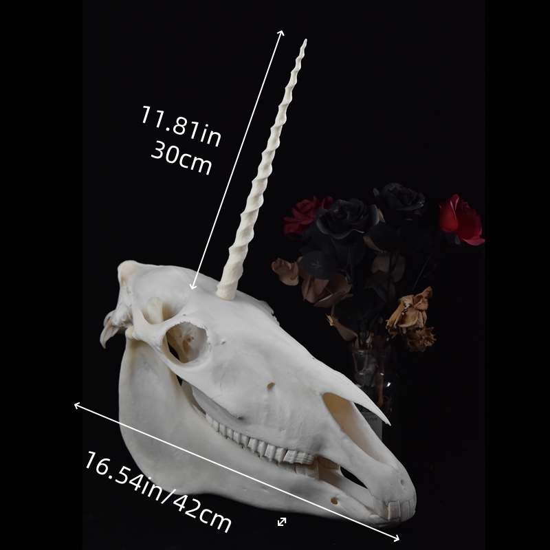 2124 Boutique series Original Unicorn Skull Bone Specimen Teaching Sculpture Animal Crafts Art Collectibles Desktop Ornament Brithday Gift