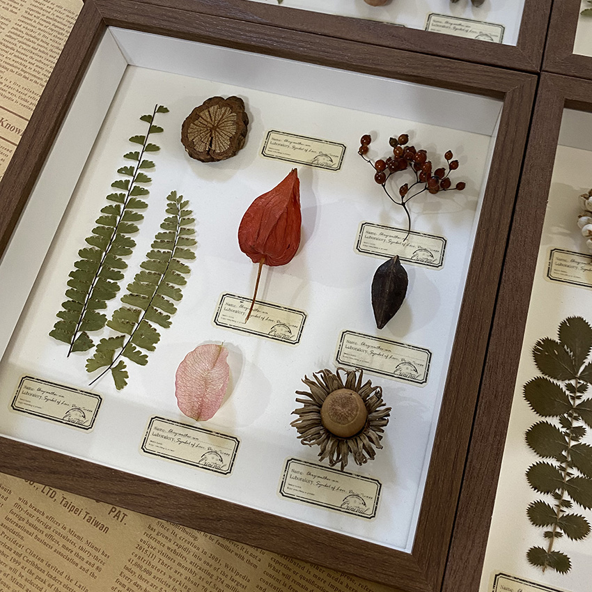 2087 Boutique series Vintage Butterfly Plant Specimen box Wall Art Handmade Aesthetic Home Decor Birthday Gift Wedding Christmas Party Supplies