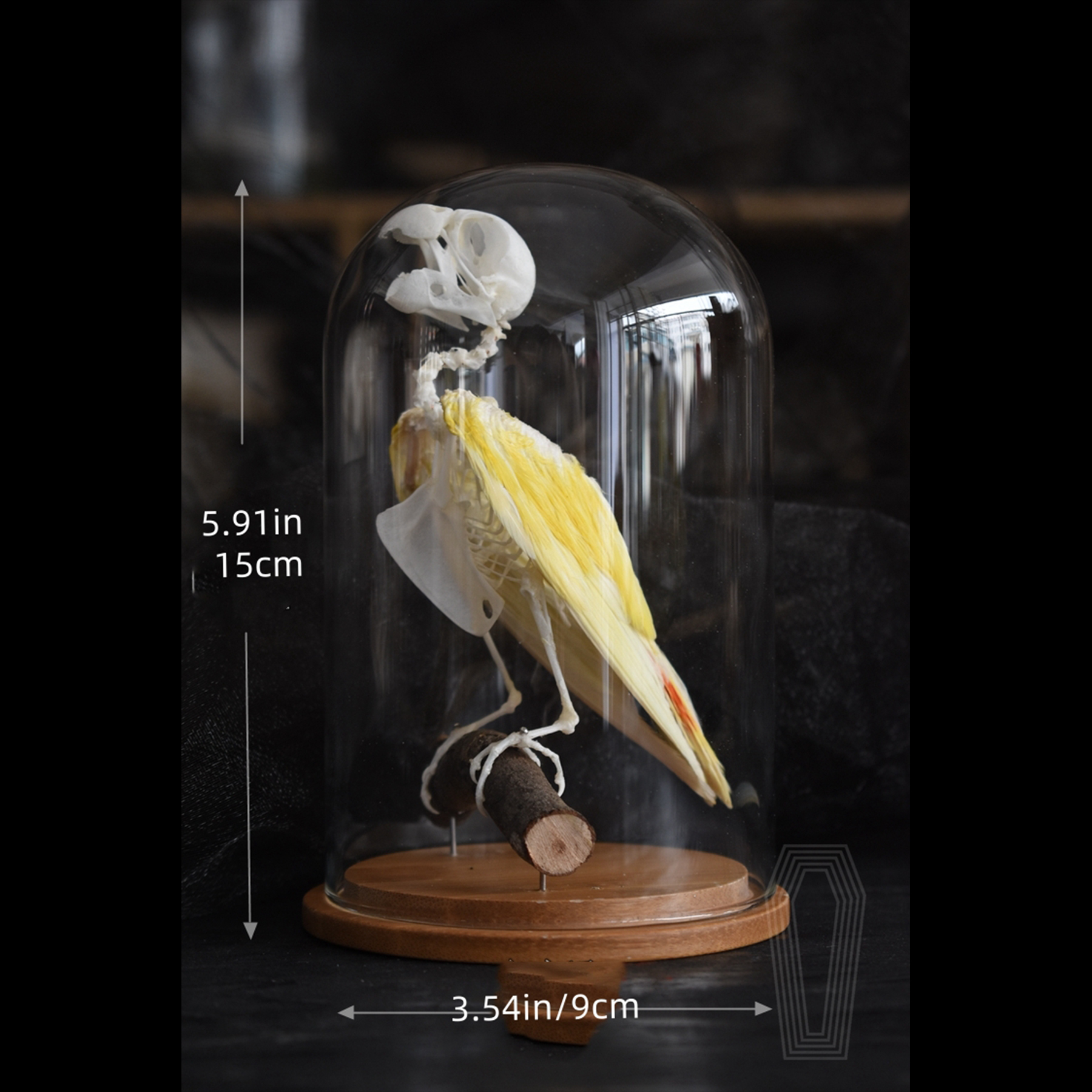 2031 TErect Avian Skeletal Art Glass Dome Display Victorian Osteology 