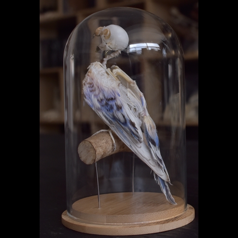 2031 Taxidermy Erect Avian Skeletal Art Glass Dome Display Victorian Osteology Study Bone Articulation Replica Vertical Bird Ossuary