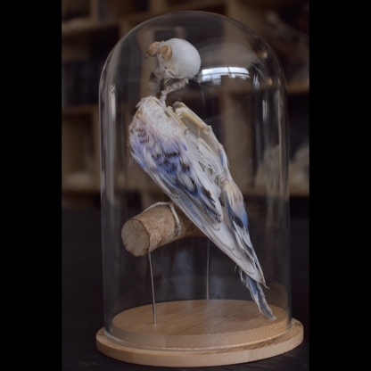 2031 Taxidermy Erect Avian Skeletal Art Glass Dome Display Victorian Osteology Study Bone Articulation Replica Vertical Bird Ossuary