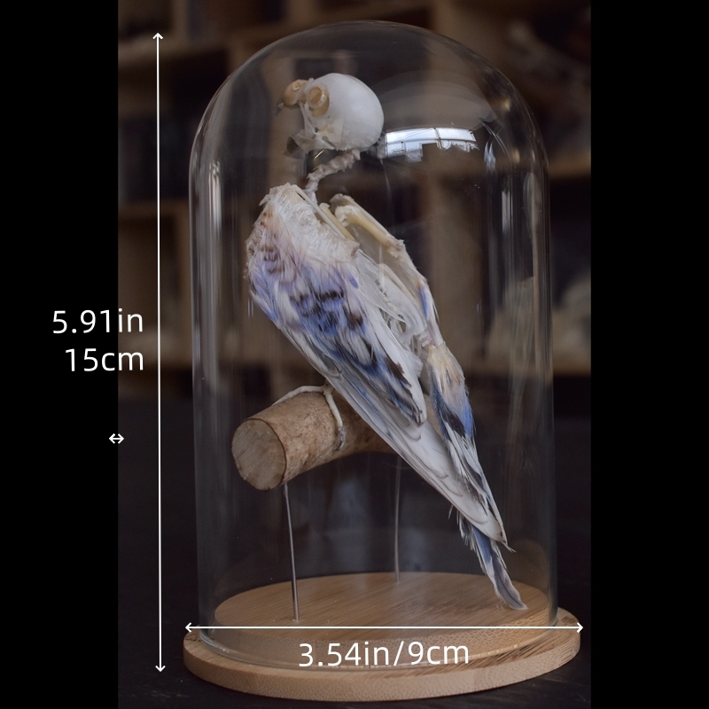 2031 Taxidermy Erect Avian Skeletal Art Glass Dome Display Victorian Osteology Study Bone Articulation Replica Vertical Bird Ossuary