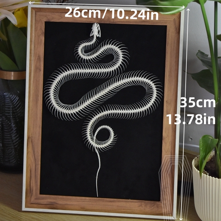 2032 Txidermy Ophidian Skeletal Art Shadowbox Gothic Anatomy Display Articulated Bone Configuration Replica Serpentine Ossuary Framed Art