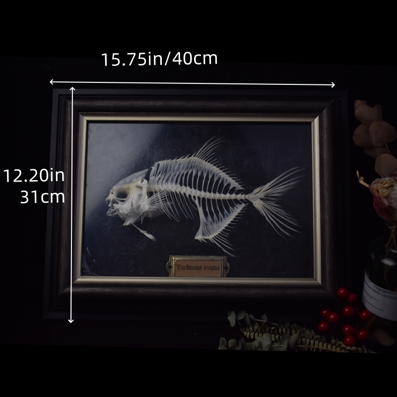 2021 Taxidermy Golden Pomfret Fish Skeleton Replica Bone Model Educati