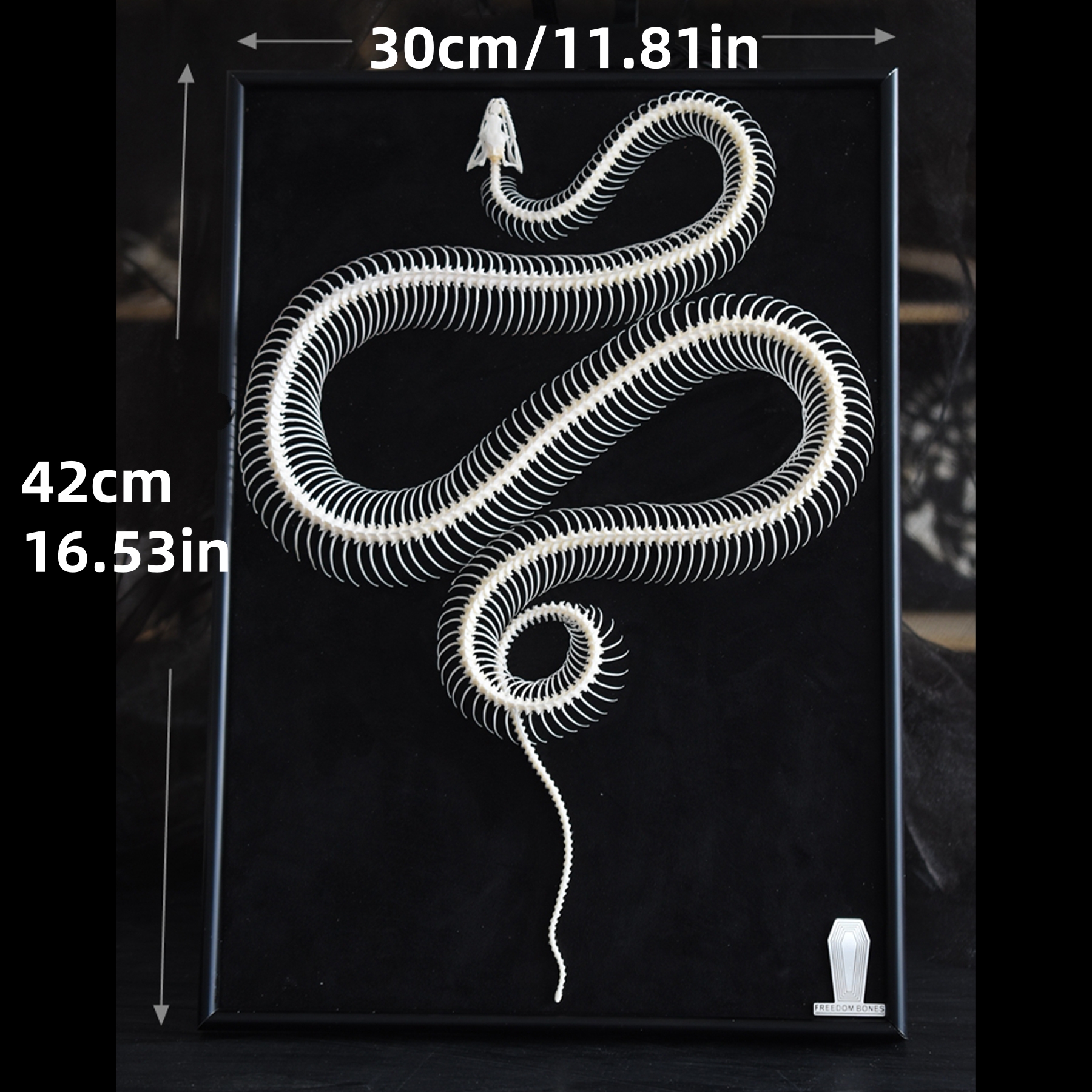 2032 Txidermy Ophidian Skeletal Art Shadowbox Gothic Anatomy Display A