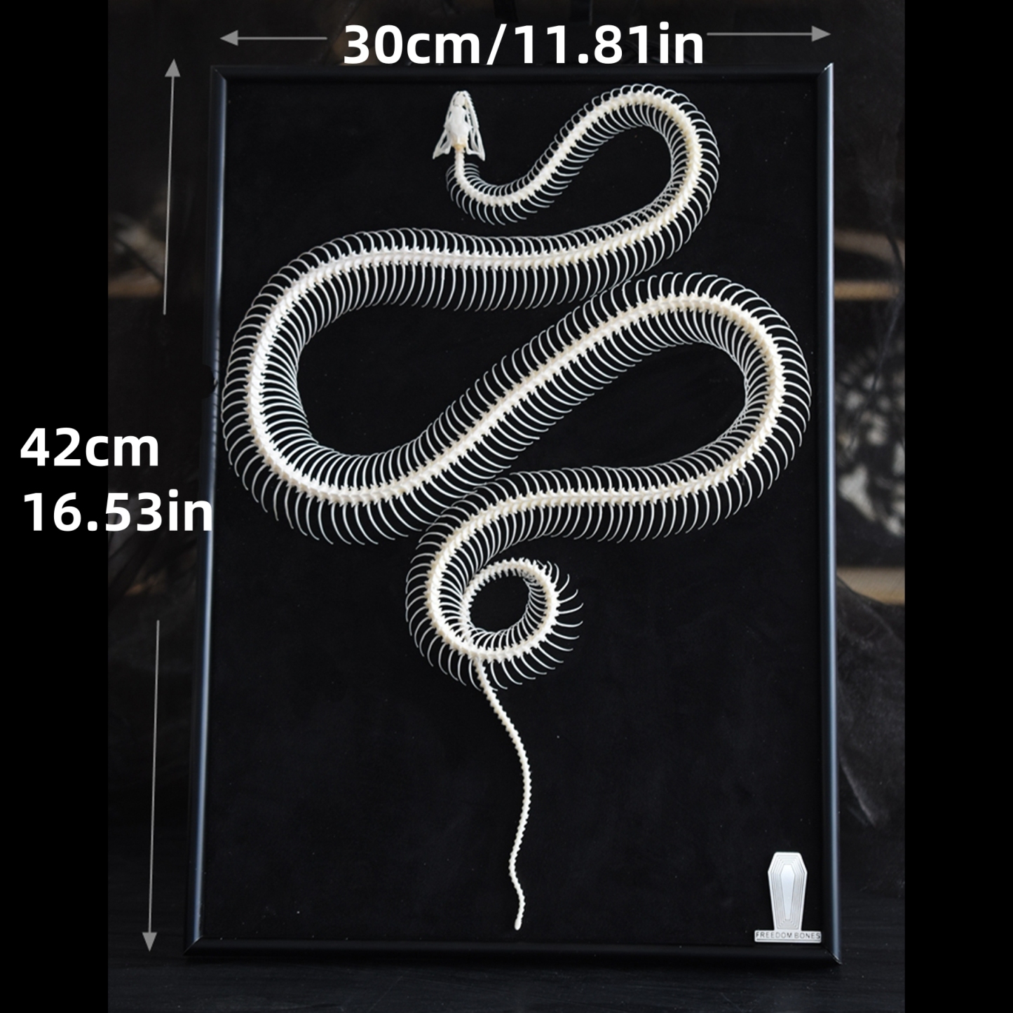 2032 Txidermy Ophidian Skeletal Art Shadowbox Gothic Anatomy Display Articulated Bone Configuration Replica Serpentine Ossuary Framed Art