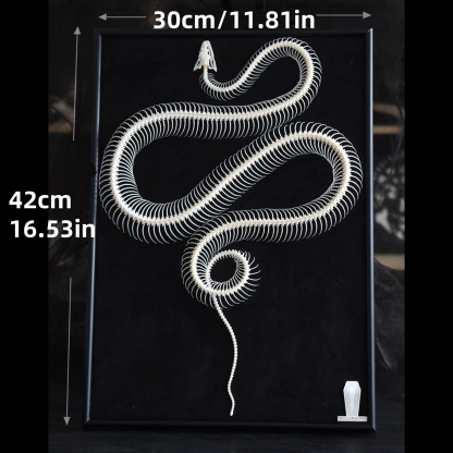 2032 Txidermy Ophidian Skeletal Art Shadowbox Gothic Anatomy Display Articulated Bone Configuration Replica Serpentine Ossuary Framed Art