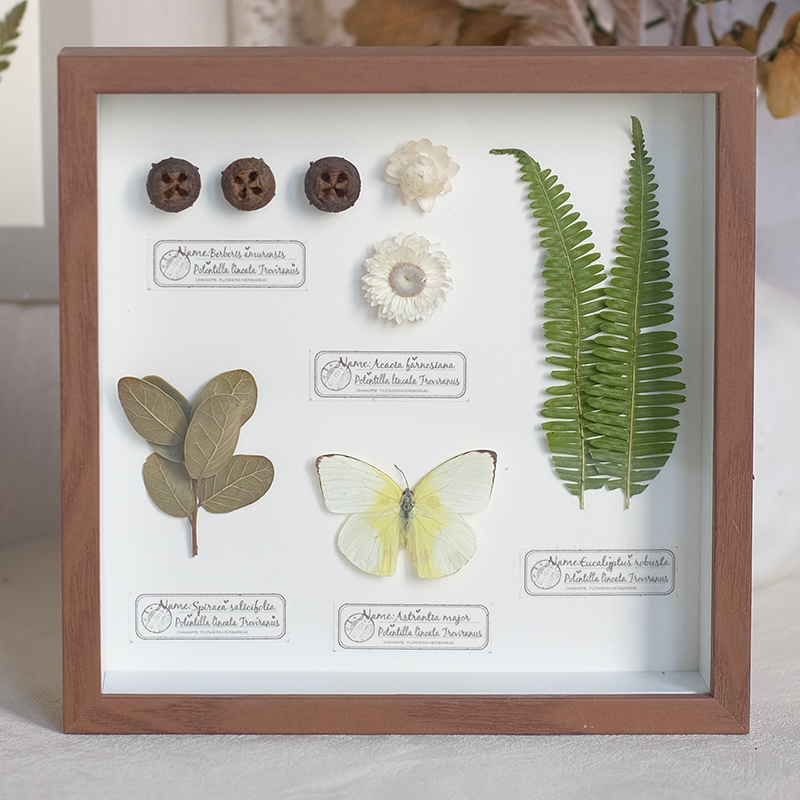 2097 Boutique series Butterfly Botanical Shadow Box Art Handmade 3D Framed Preserved Flowers Wall Decor Nature-Inspired Craft Original Gift Home