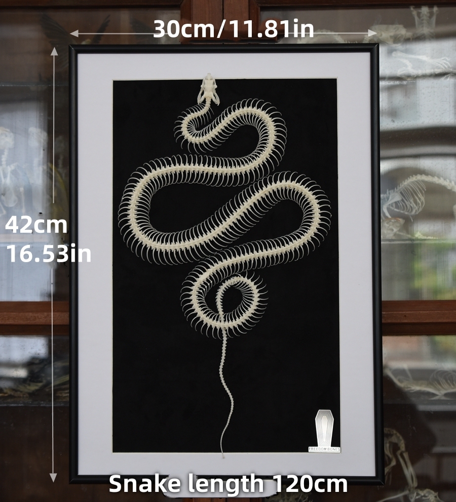 2032 Txidermy Ophidian Skeletal Art Shadowbox Gothic Anatomy Display Articulated Bone Configuration Replica Serpentine Ossuary Framed Art