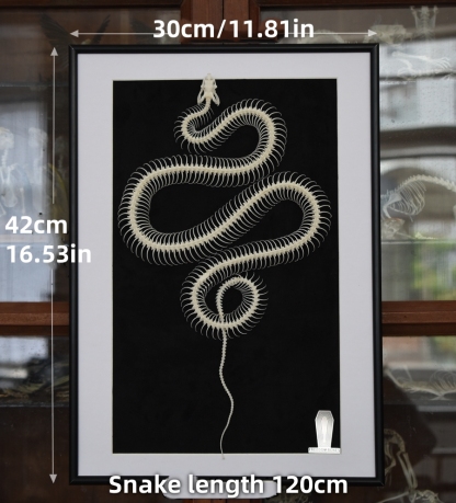 2032 Txidermy Ophidian Skeletal Art Shadowbox Gothic Anatomy Display Articulated Bone Configuration Replica Serpentine Ossuary Framed Art