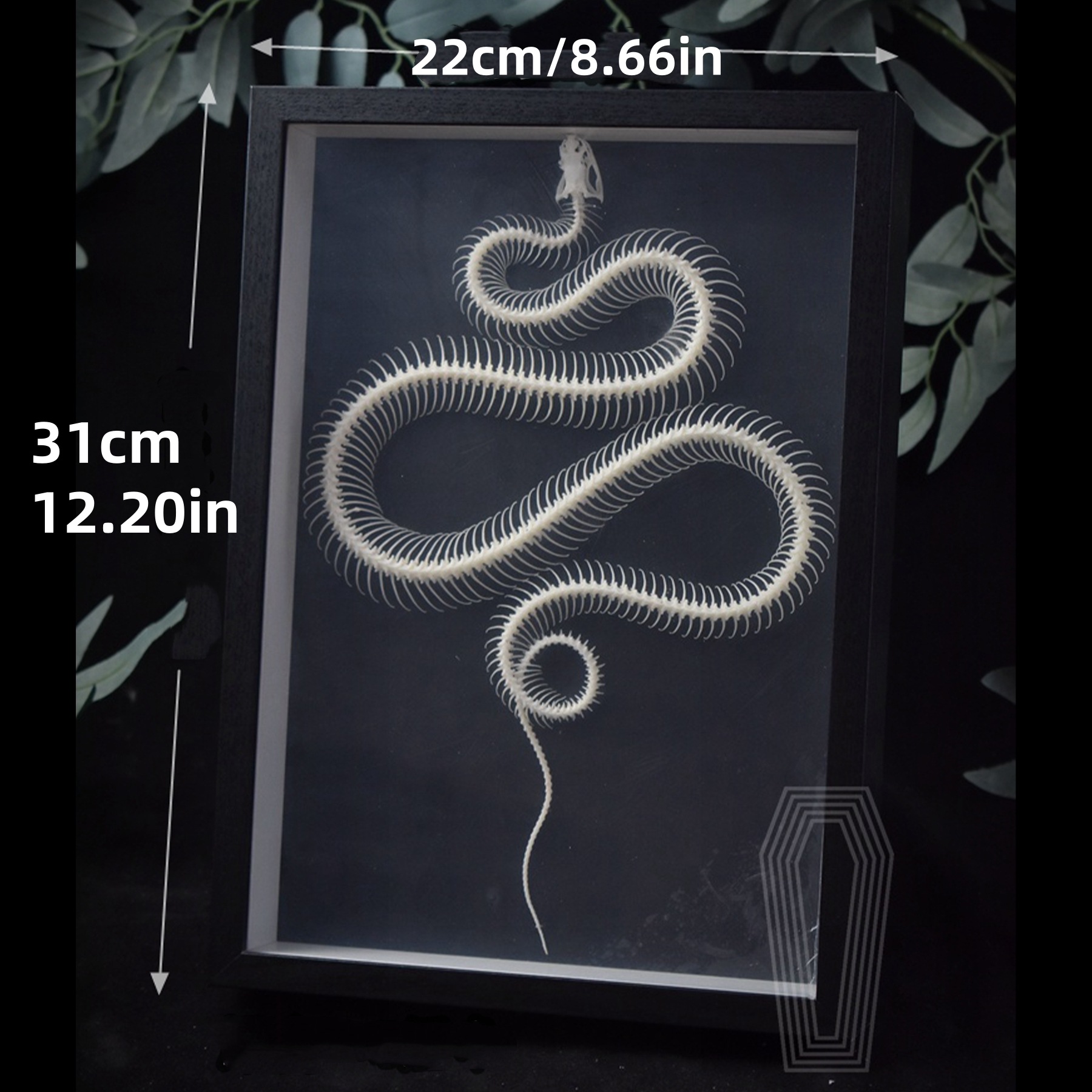 2032 Txidermy Ophidian Skeletal Art Shadowbox Gothic Anatomy Display Articulated Bone Configuration Replica Serpentine Ossuary Framed Art