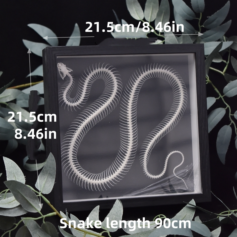 2032 Txidermy Ophidian Skeletal Art Shadowbox Gothic Anatomy Display A