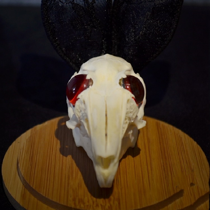 2000 Museum Rabbit Skull Replica Resin Cast Gothic Decor Dark Academia Study Non-Biological Specimen Ethical Taxidermy Art Curio