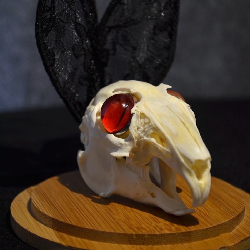 2000 Museum Rabbit Skull Replica Resin Cast Gothic Decor Dark Academia Study Non-Biological Specimen Ethical Taxidermy Art Curio