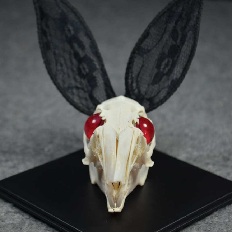 2000 Museum Rabbit Skull Replica Resin Cast Gothic Decor Dark Academia Study Non-Biological Specimen Ethical Taxidermy Art Curio