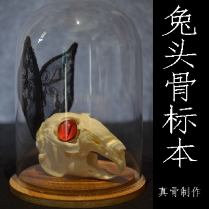 2000 Museum Rabbit Skull Replica Resin Cast Gothic Decor Dark Academia Study Non-Biological Specimen Ethical Taxidermy Art Curio