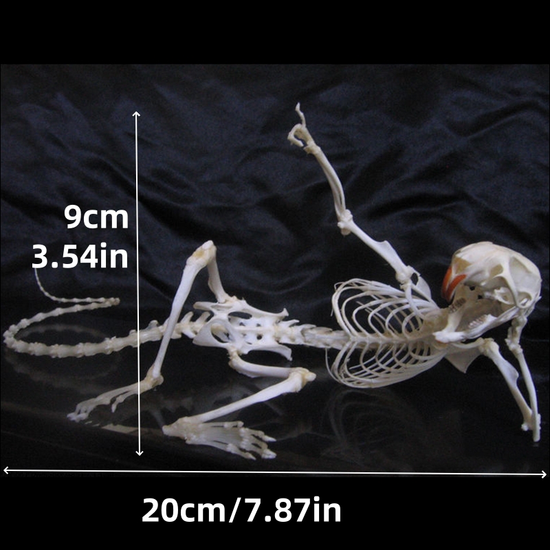 2019 Taxidermy Recumbent Rodent Skeletal Art Gothic Anatomy Study Mysterious Curio Cabinet Victorian Bone Arrangement Artisan Crafted