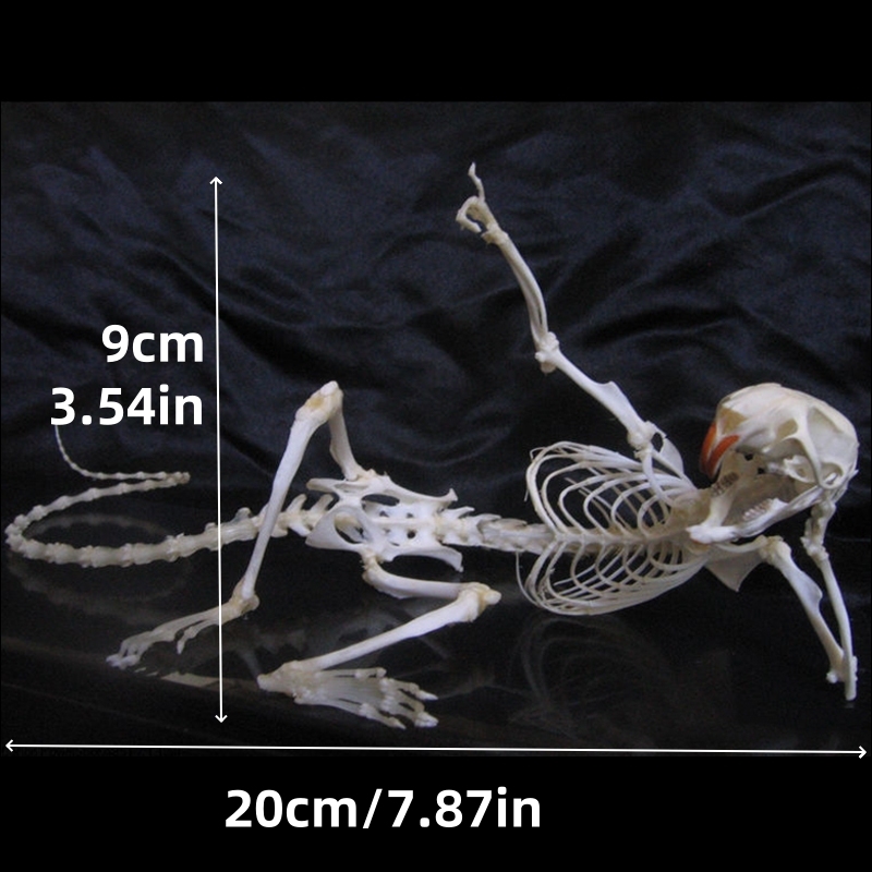 2019 Taxidermy Recumbent Rodent Skeletal Art Gothic Anatomy Study Mysterious Curio Cabinet Victorian Bone Arrangement Artisan Crafted