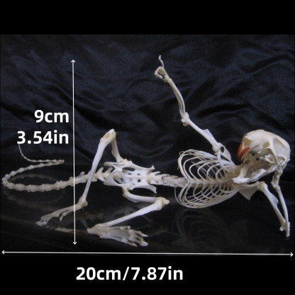2019 Taxidermy Recumbent Rodent Skeletal Art Gothic Anatomy Study Mysterious Curio Cabinet Victorian Bone Arrangement Artisan Crafted