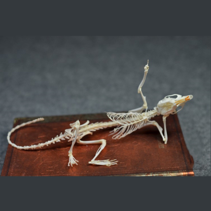 2019 Taxidermy Recumbent Rodent Skeletal Art Gothic Anatomy Study Mysterious Curio Cabinet Victorian Bone Arrangement Artisan Crafted