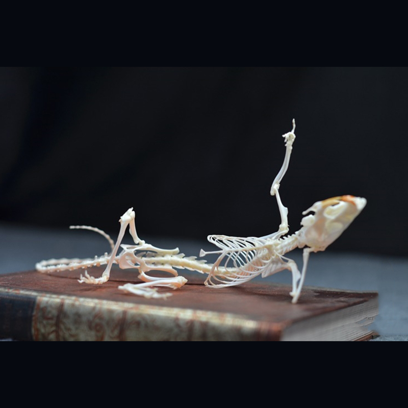 2019 Taxidermy Recumbent Rodent Skeletal Art Gothic Anatomy Study Mysterious Curio Cabinet Victorian Bone Arrangement Artisan Crafted