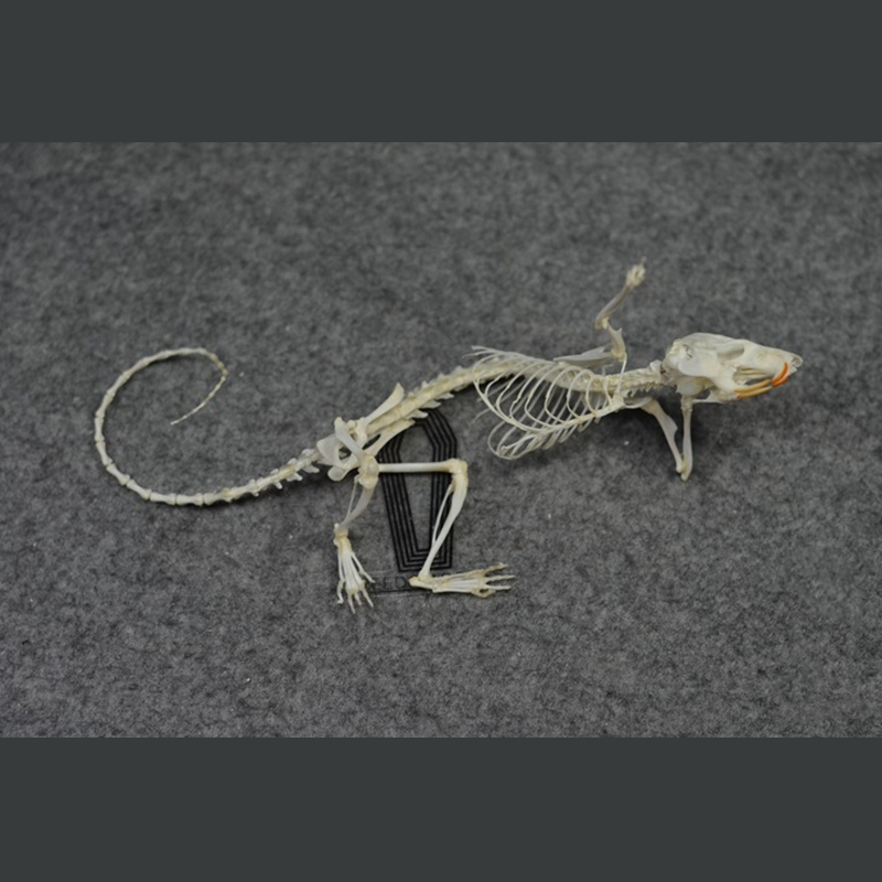 2019 Taxidermy Recumbent Rodent Skeletal Art Gothic Anatomy Study Mysterious Curio Cabinet Victorian Bone Arrangement Artisan Crafted