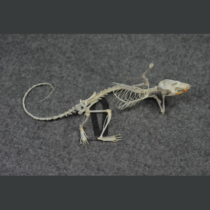 2019 Taxidermy Recumbent Rodent Skeletal Art Gothic Anatomy Study Mysterious Curio Cabinet Victorian Bone Arrangement Artisan Crafted