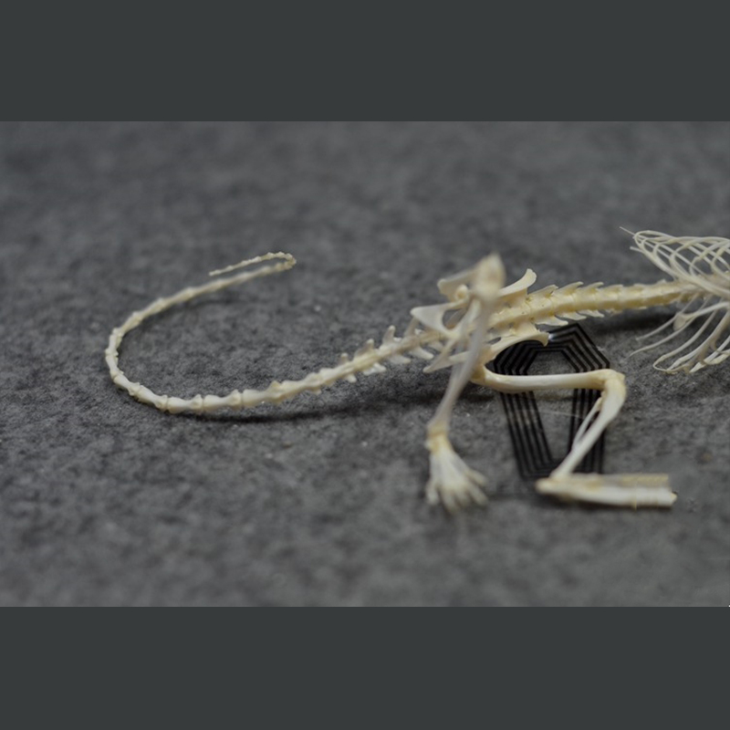 2019 Taxidermy Recumbent Rodent Skeletal Art Gothic Anatomy Study Mysterious Curio Cabinet Victorian Bone Arrangement Artisan Crafted