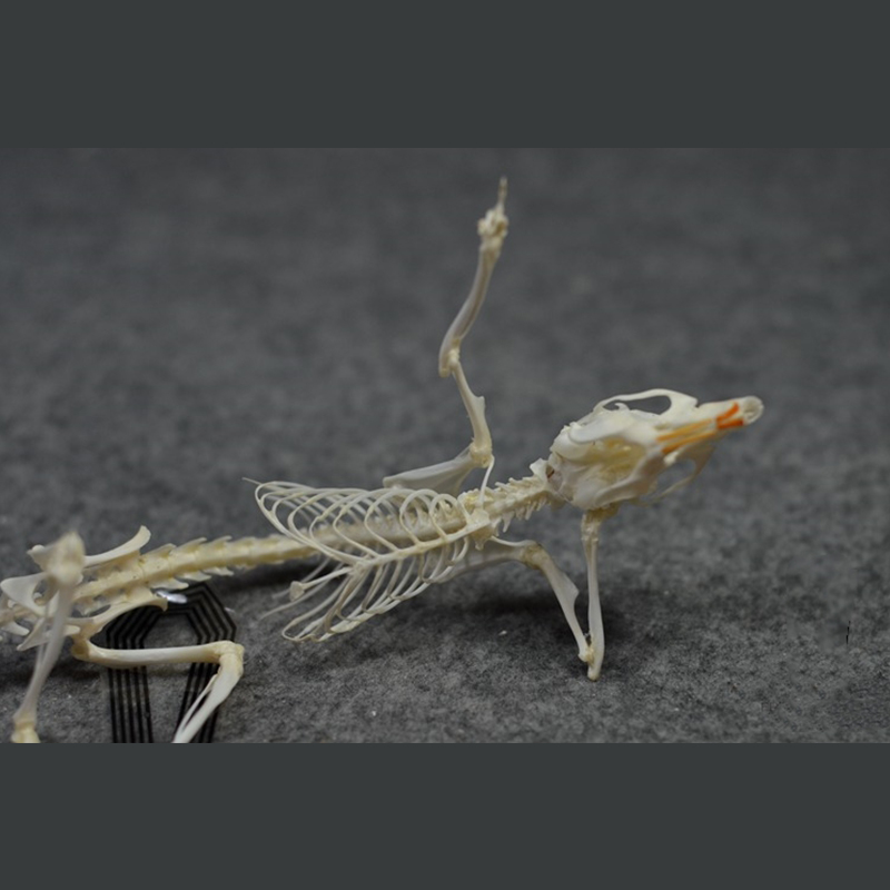 2019 Taxidermy Recumbent Rodent Skeletal Art Gothic Anatomy Study Mysterious Curio Cabinet Victorian Bone Arrangement Artisan Crafted