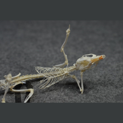 2019 Taxidermy Recumbent Rodent Skeletal Art Gothic Anatomy Study Mysterious Curio Cabinet Victorian Bone Arrangement Artisan Crafted