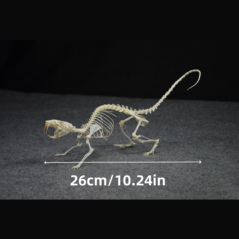 2020 Taxidermy Static Mouse Ossuary Display Occult Symbolism Victorian Zoology Study Bone Posture Sculpture Hand Articulated