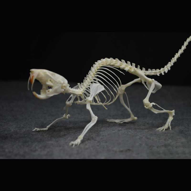 2020 Taxidermy Static Mouse Ossuary Display Occult Symbolism Victorian Zoology Study Bone Posture Sculpture Hand Articulated
