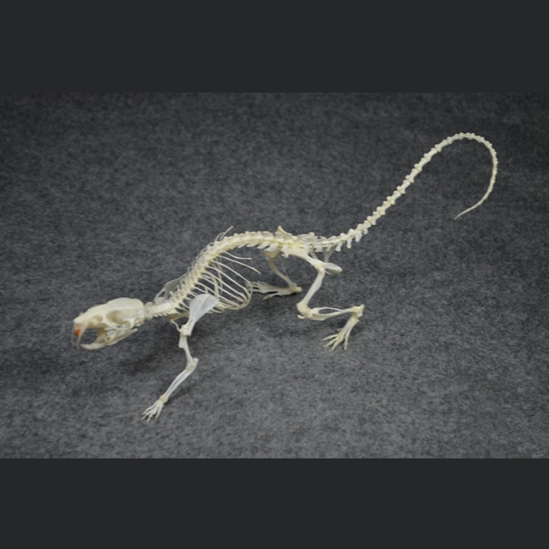 2020 Taxidermy Static Mouse Ossuary Display Occult Symbolism Victorian Zoology Study Bone Posture Sculpture Hand Articulated