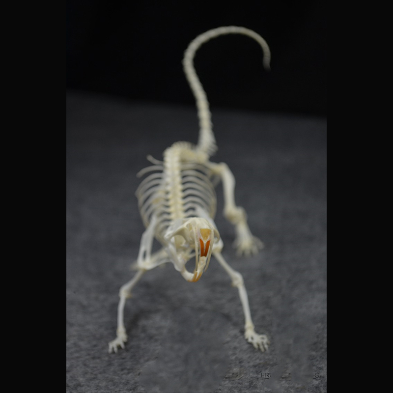 2020 Taxidermy Static Mouse Ossuary Display Occult Symbolism Victorian Zoology Study Bone Posture Sculpture Hand Articulated